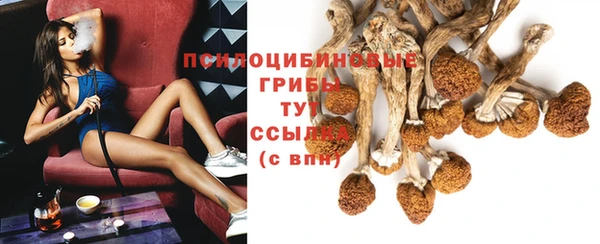 дмт Богданович